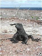 Остров Геновеса (Genovesa), Галапагосские острова (Galapagos islands), Эквадор. Остров Геновеса (Genovesa), Галапагосские острова (Galapagos islands), Эквадор.