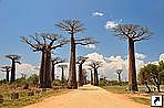   (Avenue de Baobab),  (Morondava), .