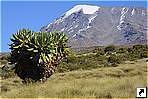    (Kilimanjaro), .