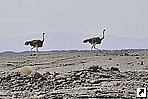 ,   (Danakil Depression), .