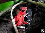   (Red Frog,  Rana Roja), -- (Bocas del Toro), .
