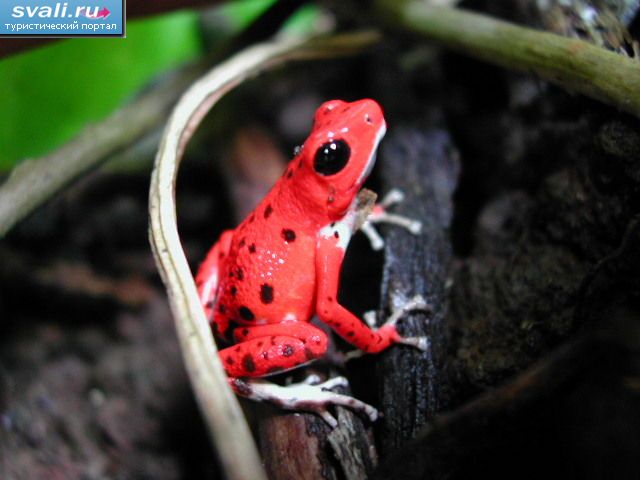   (Red Frog,  Rana Roja), -- (Bocas del Toro), .