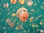  (Jellyfish Lake),   (Mecherchar),   (Rock Islands), .