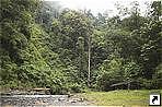    (Leuser National Park),  (Bukitlawang),  (Medan),   (Sumatra), .