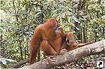 ,    (Leuser National Park),  (Bukitlawang),  (Medan),   (Sumatra), .