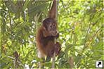 ԣ ,    (Leuser National Park),  (Bukitlawang),  (Medan),   (Sumatra), .