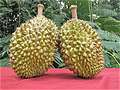 , Durian (Toorian).