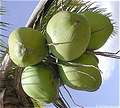 , Coconut (Ma-phrao). (600x542 56Kb)