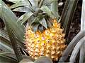 , Pineapple (Saparot).