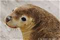 Seal Bay Conservation Park, Остров Кенгуру, Южная Австралия (600x400 96Kb)