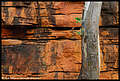 Alligator Gorge, Mt Remarkable National Park, South Australia, Australia (1) (820x552 320Kb)