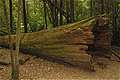 Упавшее Tall Tree в Mount Field National Park, Тасмания (640x426 137Kb)